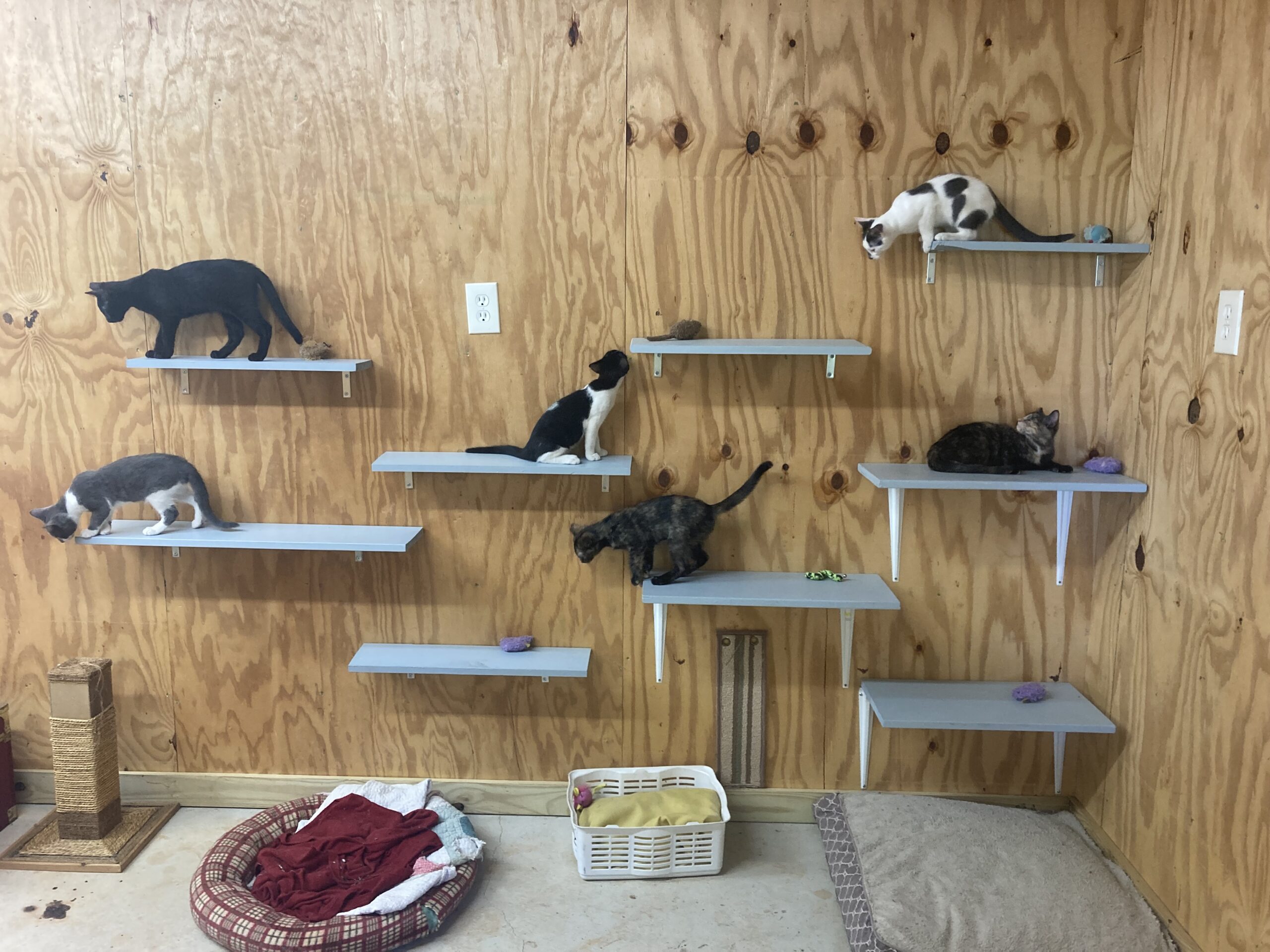 Our barn kittens: Mr. Dorothy, Vertex, Venn, Blanche, Vector and Rose